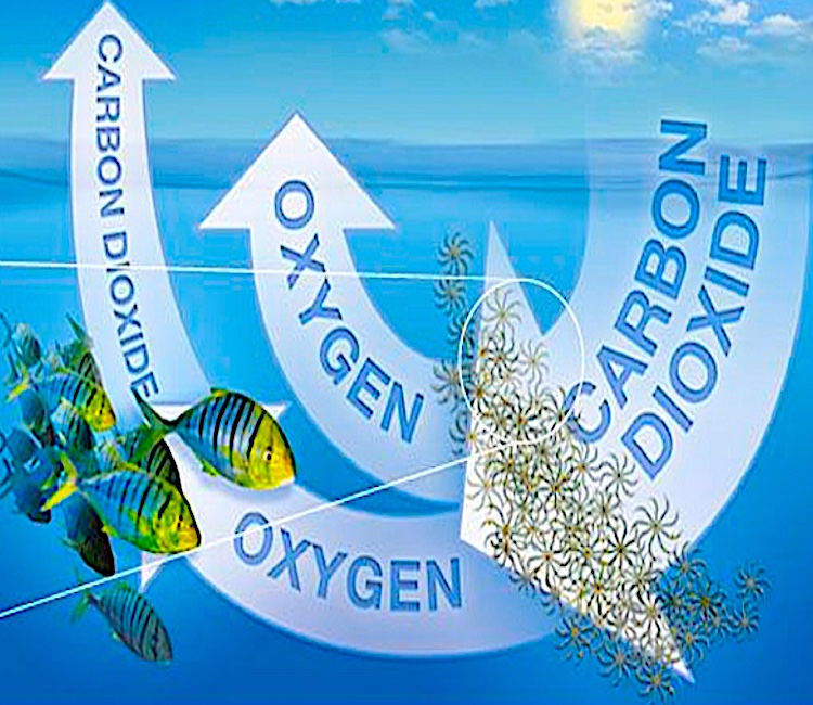 Ocean Oxygen right