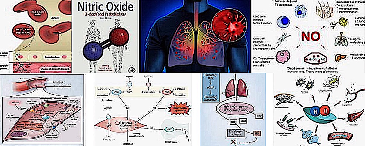 how does nitric oxide work in the body
